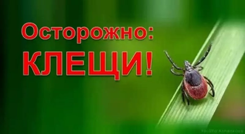 С начала сезона активности клещей в Окружную клиническую больницу за помощью обратились 166 человек, из них 27 детей